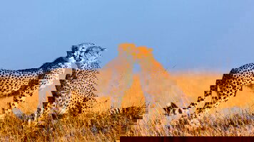 20 Day Best of East Africa (Intrepid)