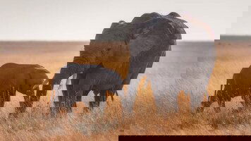 42 Day Gorillas to Vic Falls (Intrepid)