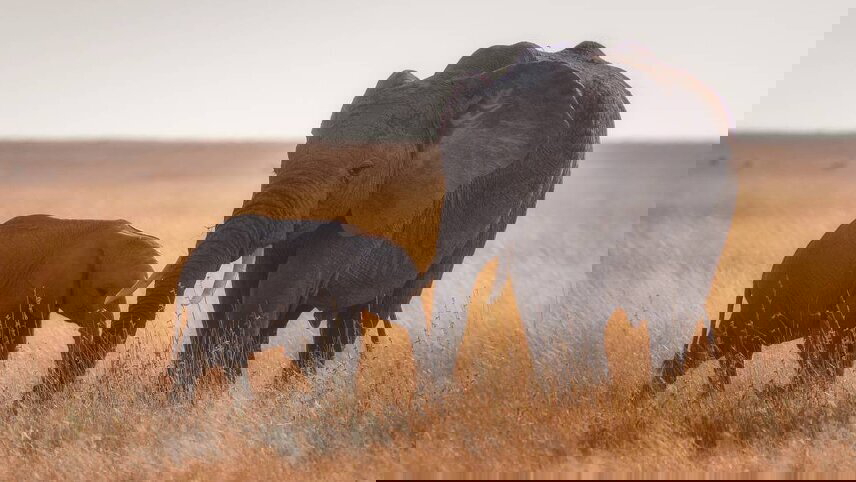 Gorillas to Vic Falls