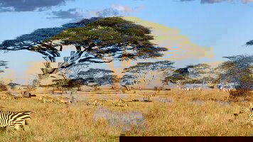 9 Day Nairobi to Stone Town (Intrepid)