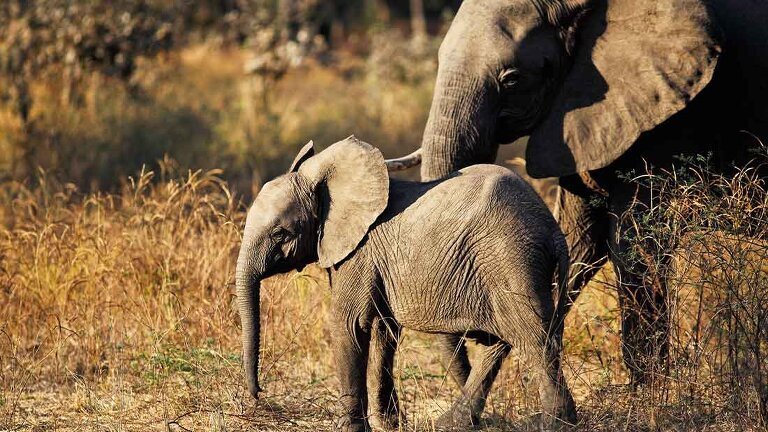 Zanzibar to Vic Falls