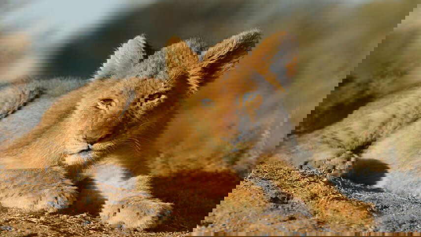 Zanzibar to Vic Falls