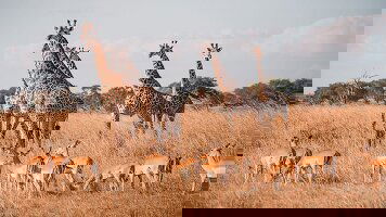 17 Day Vic Falls to Stone Town (Intrepid)