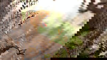 20 Day Vic Falls to Zanzibar (Intrepid)