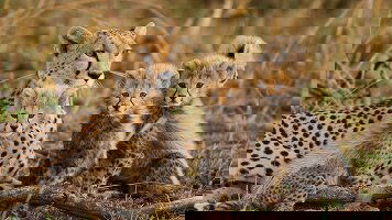 27 Day Kenya to Vic Falls (Intrepid)