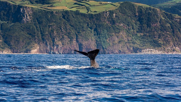 Highlights of the Azores