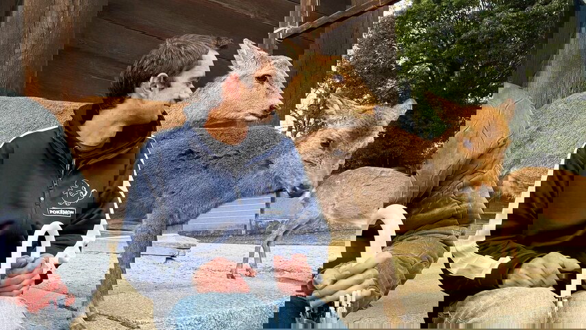 South Korea & Japan Adventure