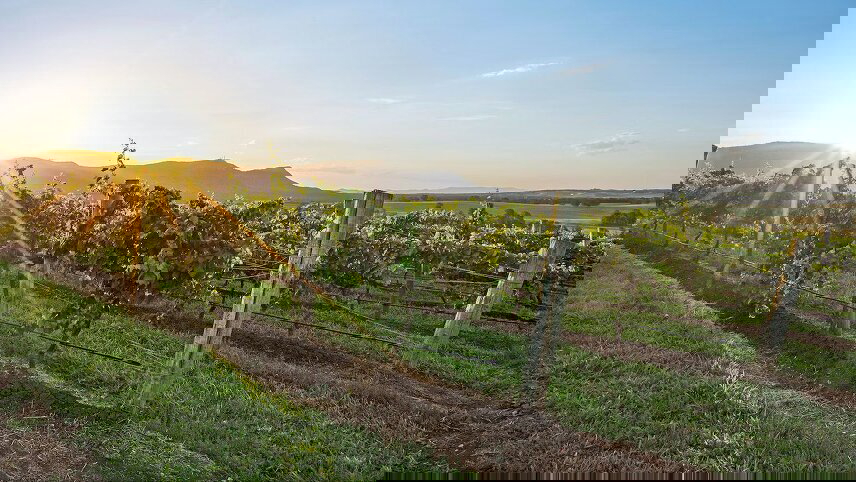 Adelaide and Brisbane City Stay
