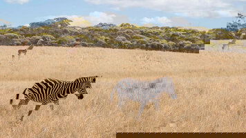 5 Day Monarto Safari Stay (Journey Beyond)