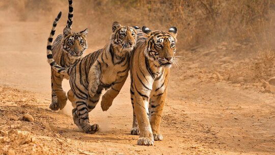 In Search of Tigers In Ranthambore