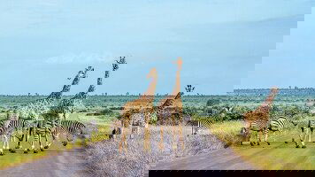 9 Day Spectacular South Africa (Luxury Gold)