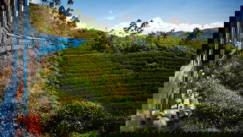 8 Day Colombo, Caves & Kandy (On The Go Tours)