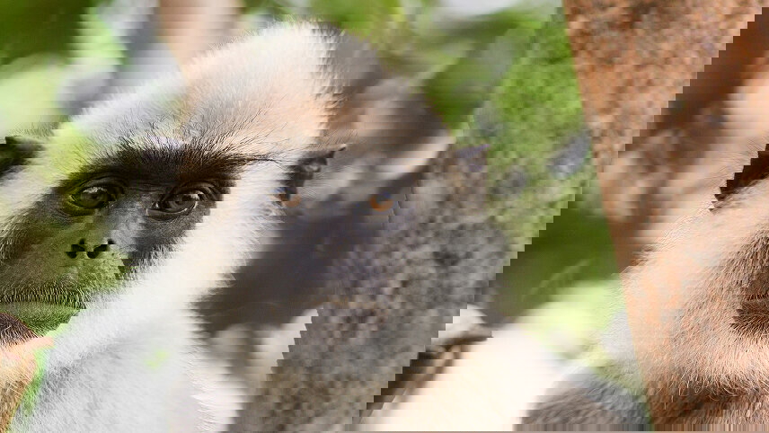 Colombo, Caves & Kandy