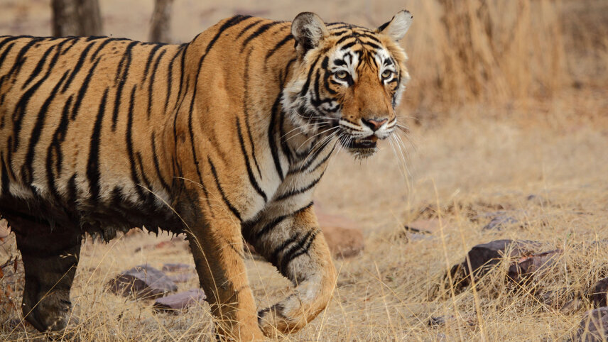 North India Family Adventure