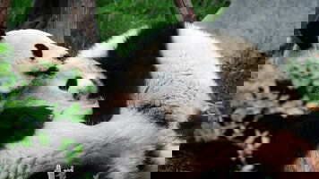 11 Day Shanghai to Chengdu Panda-monium (On The Go Tours)