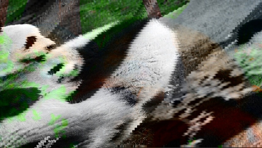 Great Wall & Giant Pandas