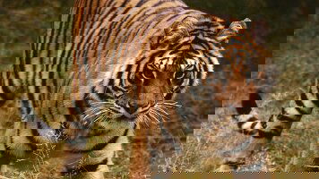 9 Day Highlights of Nepal (On The Go Tours)