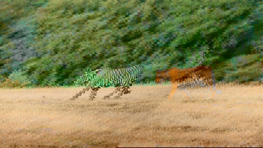 Golden Triangle & Tigers