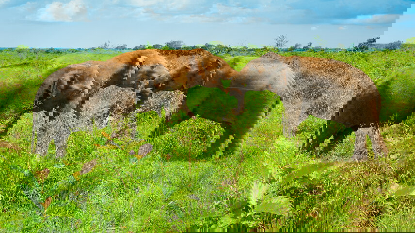 Sri Lanka Northeast Explorer