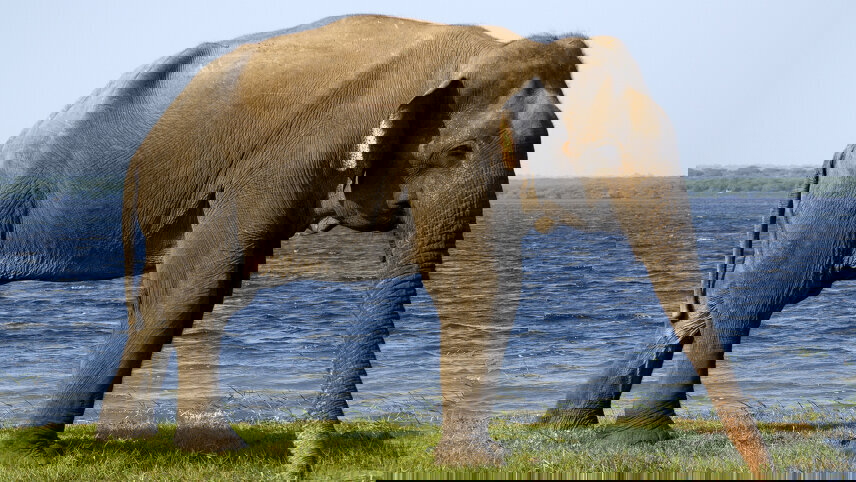 Wild About Sri Lanka