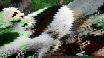 15 Day Yin and Yangtze (On The Go Tours)