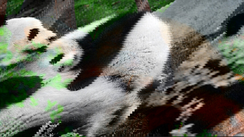 Shanghai & Yangtze Cruise