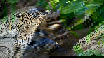 10 Day Wild About Sri Lanka (On The Go Tours)