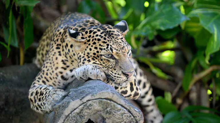 Wild About Sri Lanka