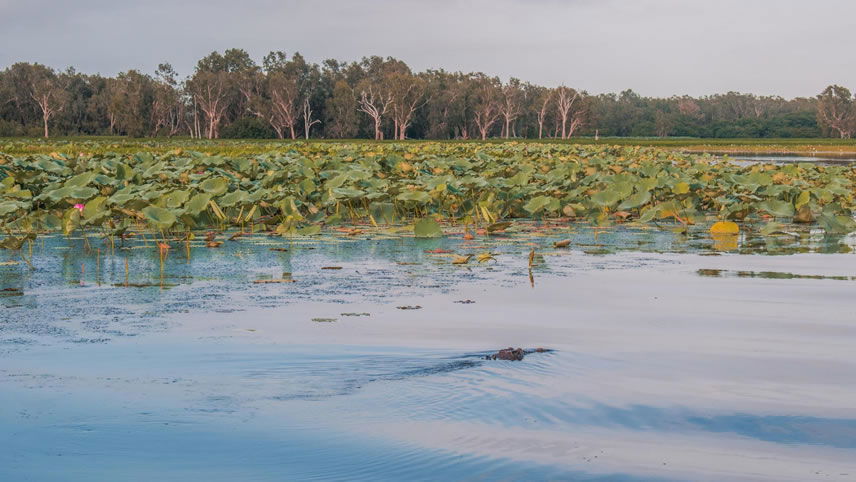 Simply Kakadu