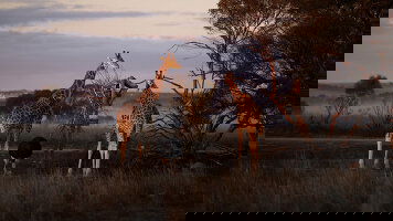 5 Day Kangaroo Island Wildlife & Wilderness (Outback Spirit)