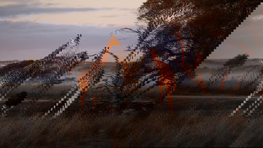 Kangaroo Island Wildlife & Wilderness