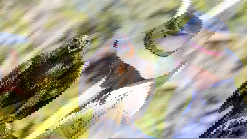 Queensland Hinterland Explorer