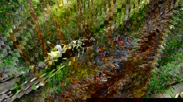 12 Day Tasmanian Wilderness Explorer (Outback Spirit)