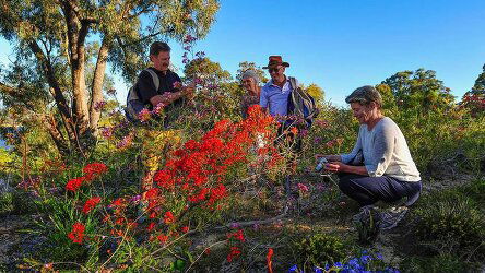 16 Day Western Wildflowers Discovery (Outback Spirit)