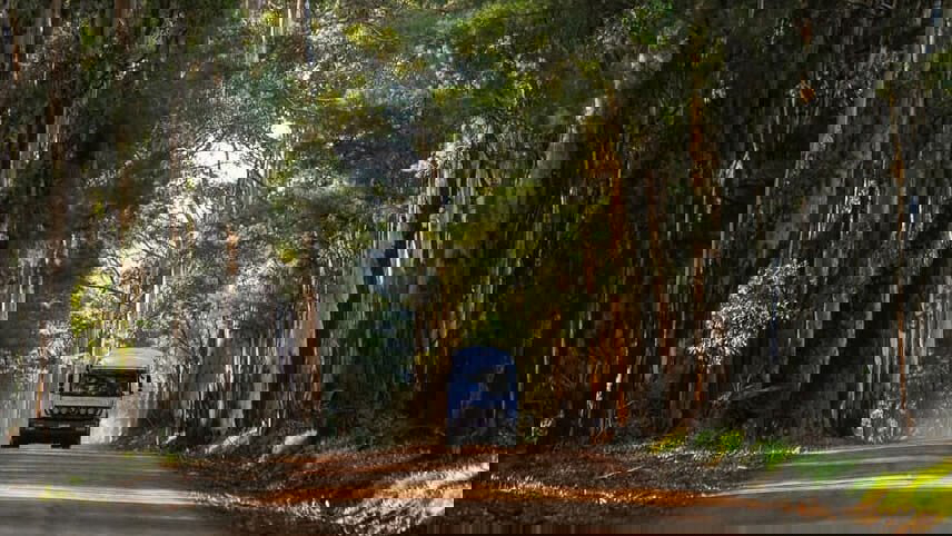 Western Wildflowers Discovery