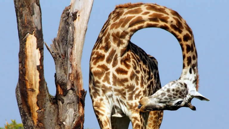 Spotting the wildlife of East Africa with Peregrine Adventures Spotting the wildlife of East Africa with Peregrine Adventures