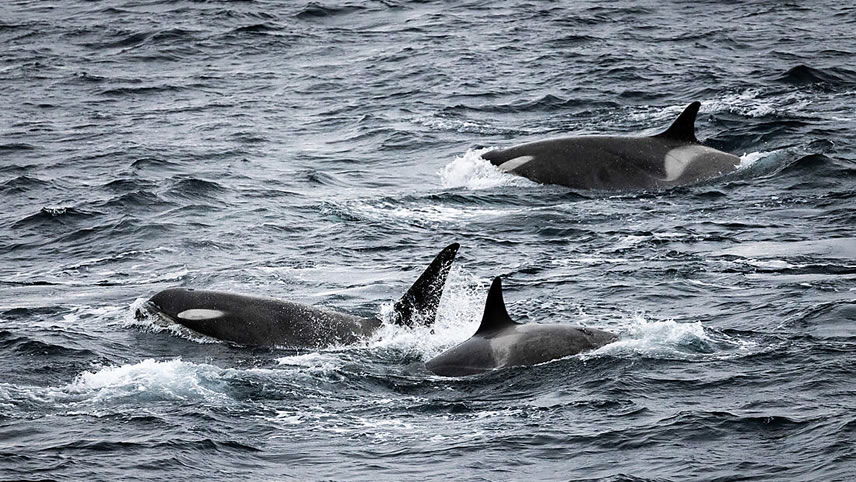 Uncover New Zealand’s Best-Kept Secrets and Antarctic Wonders Aboard Ponant