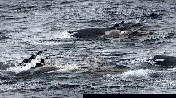 Uncover New Zealand’s Best-Kept Secrets and Antarctic Wonders Aboard Ponant