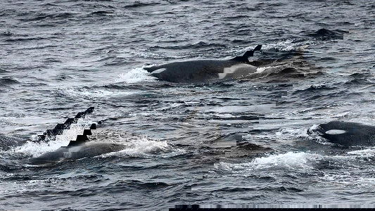 Uncover New Zealand’s Best-Kept Secrets and Antarctic Wonders Aboard Ponant