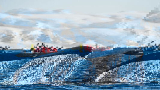 Ponant Antarctic Cruises