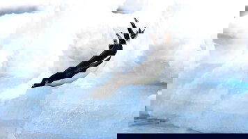 12 Day Emblematic Antarctica (Ponant)