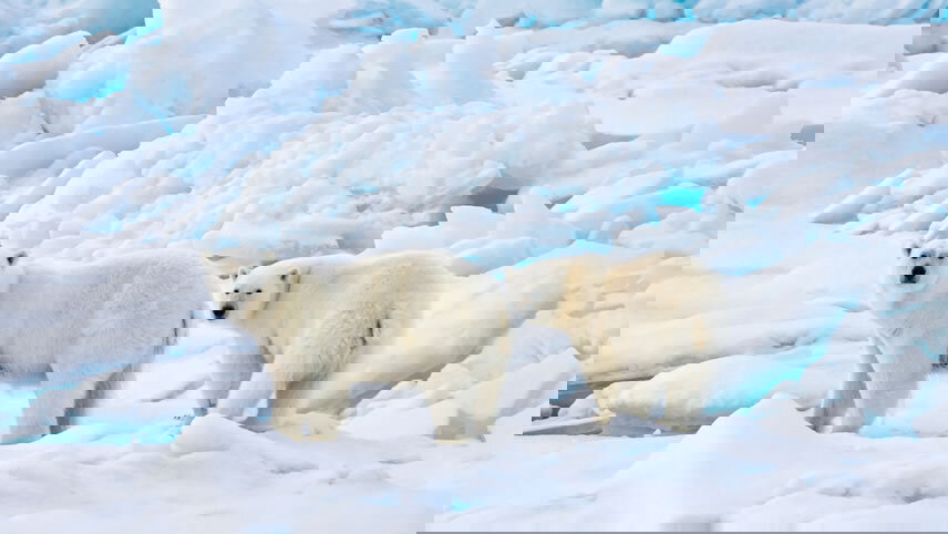 Transarctic, the Quest for the Two North Poles