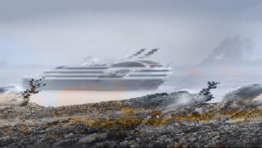 In the Ice of the Arctic, from Svalbard to Greenland