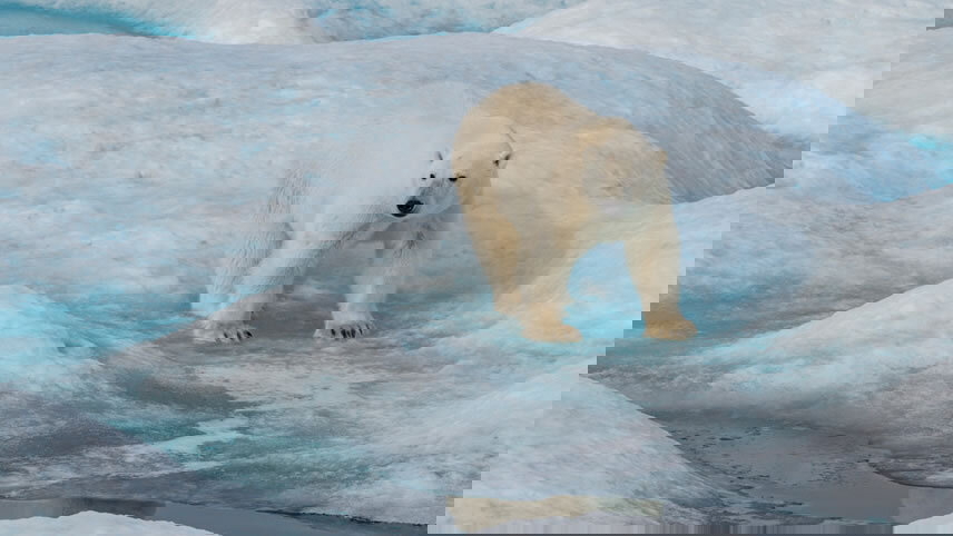 Søraust-Svalbard Nature Reserve