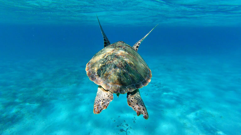 Pearls of the Caribbean