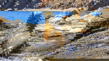 11 Day Exploration in the Heart of Baja California (Ponant)