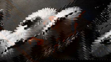 10 Day The Atlantic Coast - with the Paris Opera Ballet (Ponant)