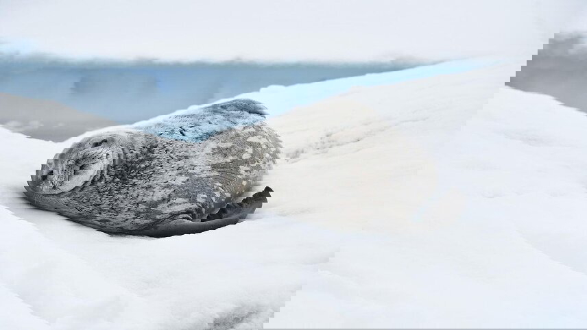 Scott & Shackleton’s Antarctic - Ross Sea Expedition