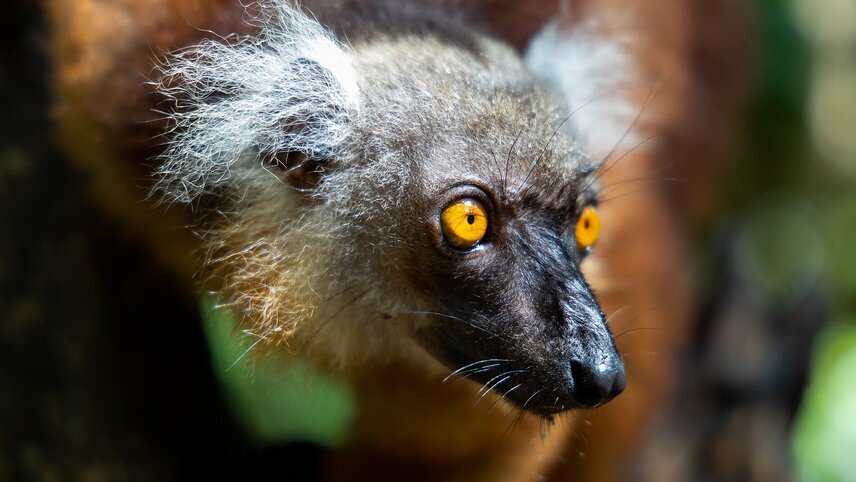 Jewels of Madagascar