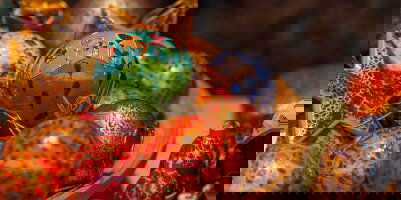 Make The Festive Season Extra Special